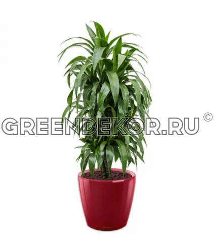 Драцена Джанет Крейг бранч в кашпо Lechuza Classico LS 43 красный Высота 150 см