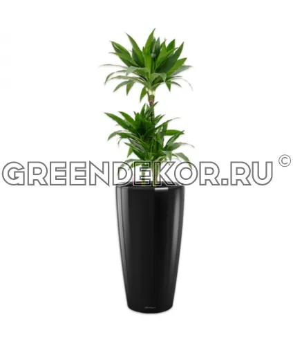 Драцена Джанет Крейг 3 ствола 21/120см в кашпо Rondo 32 черный Высота 140 см