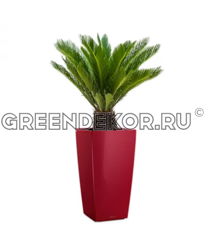 Цикас в кашпо Lechuza Cubico 30 красный Высота 90 см