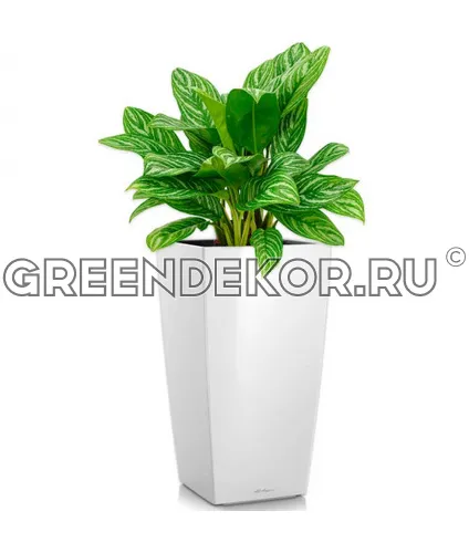 Аглаонема Страйпс в кашпо Lechuza Cubico 30 белый Высота 100 см