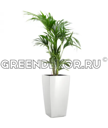 Ховея 24/150см в кашпо Lechuza Cubico 30 белый Высота 170 см