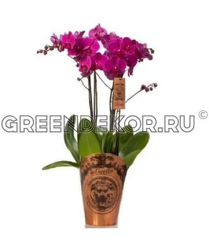ФАЛЕНОПСИС DUETTO АССОРТИ 4 СТВОЛА Диаметр 17см Высота 70см фото 2