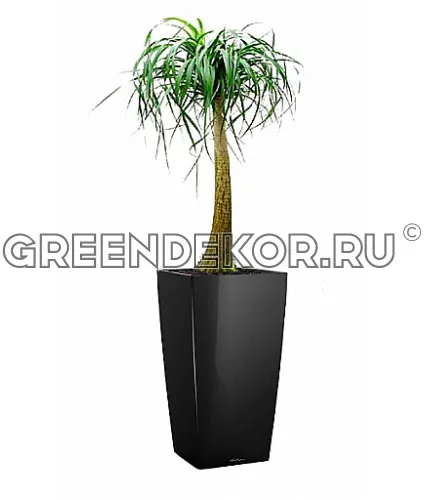 Нолина в кашпо с автополивом LECHUZA Черный высота 120 см
