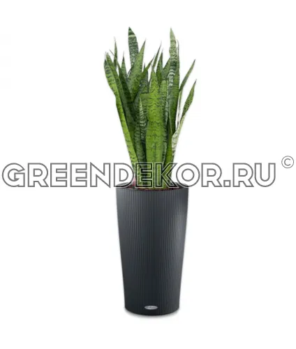 Сансевиерия Зелайника в кашпо Lechuza Cilindro Color 32 серый Высота 110 см