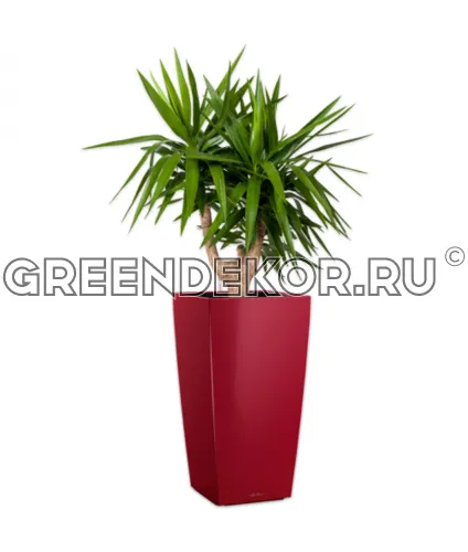 Юкка разветвленная в кашпо Lechuza Cubico 30 красный Высота 100 см