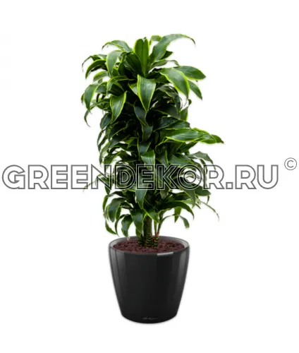 Драцена Дорадо бранч в кашпо Lechuza Classico LS 43 черный Высота 150 см