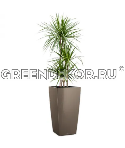 Драцена Маргината 3 ствола 24/150см в кашпо Lechuza Cubico 30 серо-коричневый Высота 180 см