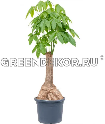 ПАХИРА АКВАТИКА ДИАМЕТР 40 СМ ВЫСОТА 170 СМ