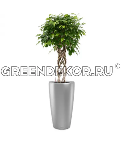 Фикус Бенжамина Экзотика цилиндр в кашпо Lechuza Rondo 40 серебро Высота 180 см