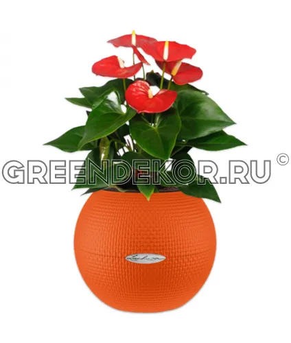 Антуриумы в кашпо Lechuza Puro Color оранжевый Высота 30 см