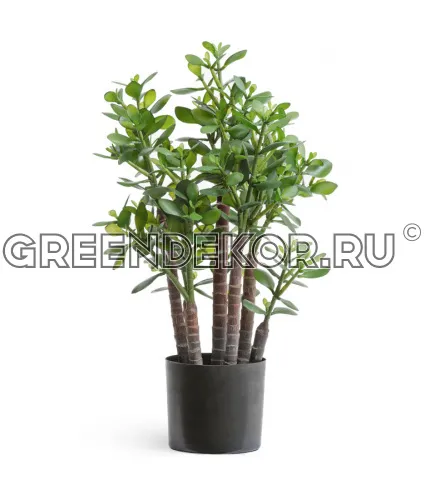 Крассула (денежное дерево) (искусственная) высота 60 см