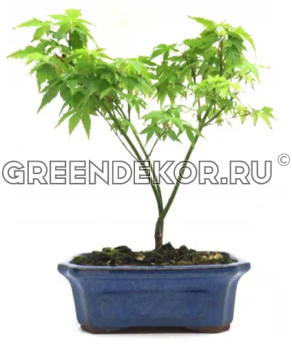 БОНСАЙ КЛЕН МАЛЕНЬКИЙ ПРИНЦ ДИАМЕТР 20 СМ ВЫСОТА 34 СМ