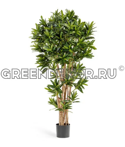 Кротон Голдфингер (искусственный) Рефлекса высота 180 см