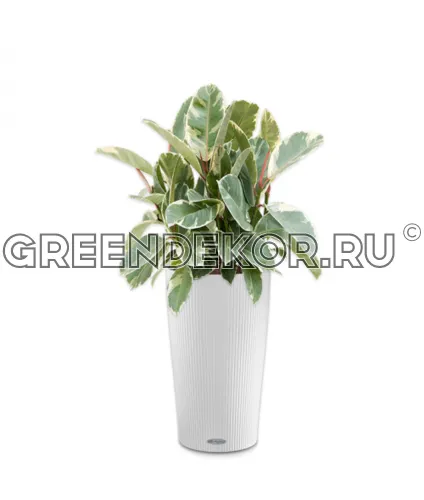 Фикус Эластика Тинеке 3 ствола в кашпо Lechuza Cilindro Color 32 белый Высота 120 см