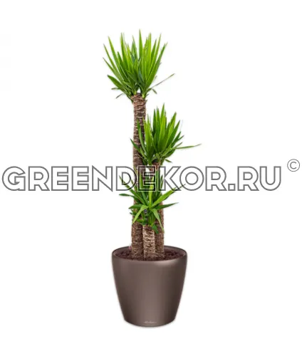 Юкка 3 ствола в кашпо Lechuza Сlassico LS 35 коричневый Высота 120 см