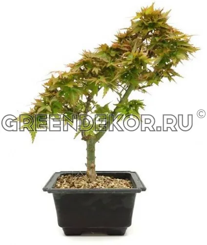 БОНСАЙ КЛЕН КОТОХИМЕ  ДИАМЕТР 13 СМ ВЫСОТА 27 СМ Характеристики