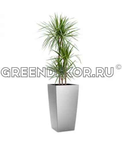Драцена Маргината 3 ствола 24/150см в кашпо Lechuza Cubico 30 серебро Высота 180 см