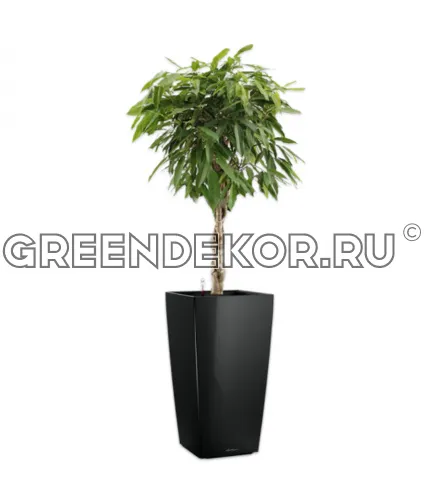 Фикус Биннедика Амстел Кинг штамб твист в кашпо Lechuza Cubico 40 черный Высота 180 см