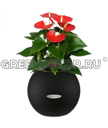 Антуриумы в кашпо Lechuza Puro Color черный Высота 30 см