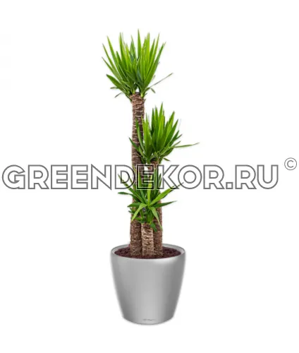 Юкка 3 ствола в кашпо Lechuza Сlassico LS 35 серебро Высота 120 см