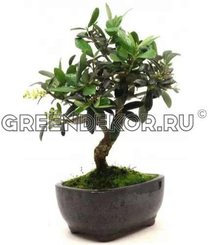 БОНСАЙ ОЛИВА ДИАМЕТР 16 СМ ВЫСОТА 30 СМ фото 2