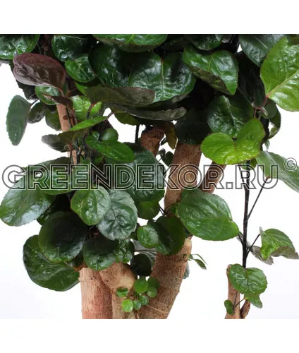 ПОЛИСЦИАС ФАБИАН ДИАМЕТР 31 СМ ВЫСОТА 140 СМ фото 2