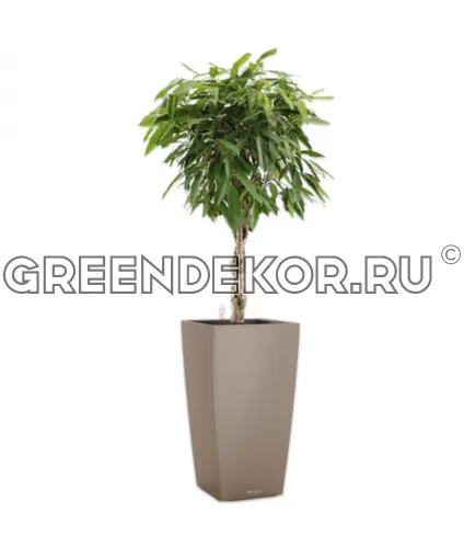 Фикус Биннедика Амстел Кинг штамб твист в кашпо Lechuza Cubico Color 40 бежевый Высота 180 см
