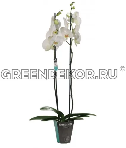 ФАЛЕНОПСИС ИКАРИЯ 2 СТВОЛА Диаметр 12 см Высота 70 см