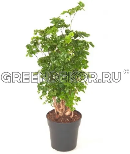 ПОЛИСЦИАС РОБЛ ДИАМЕТР 21 СМ ВЫСОТА 80 СМ