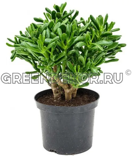 КРАССУЛА ГОЛЛУМ ДИАМЕТР 23 СМ ВЫСОТА 45 СМ