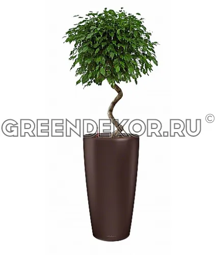 Фикус Экзотика спираль в кашпо с автополивом LECHUZA Кофе металлик высота 180 см