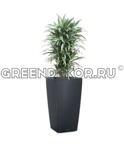 Драцена Варнески бранч в Lechuza Cubico Color 30 серый Высота 130 см