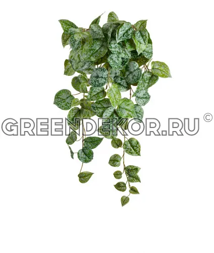 Сциндапсус Пиктус серебристо-зеленый (искусственный) длина 60 см фото 3