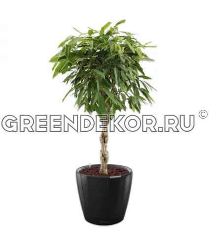 Фикус Биннедика Амстел Кинг штамб твист в кашпо Lechuza Сlassico LS 43 черный Высота 140 см
