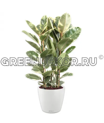 Фикус Эластика Тинеке 3 ствола в кашпо Lechuza Classico Color 43 белый Высота 160 см