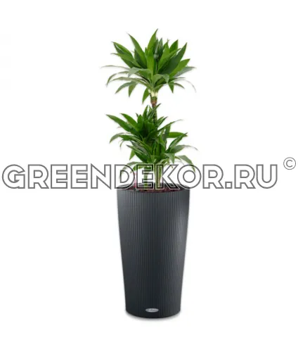 Драцена Джанет Крейг 3 ствола 21/120см в кашпо Cilindro Color 32 серый Высота 140 см