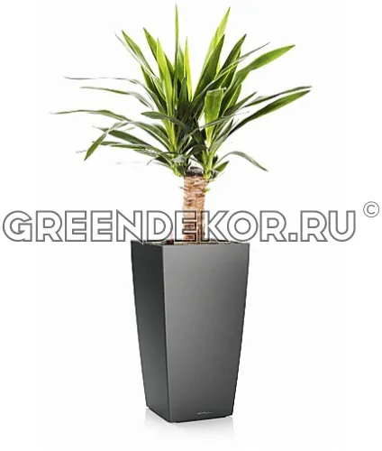 Юкка в кашпо с автополивом LECHUZA Антрацитовый металлик высота 70 см
