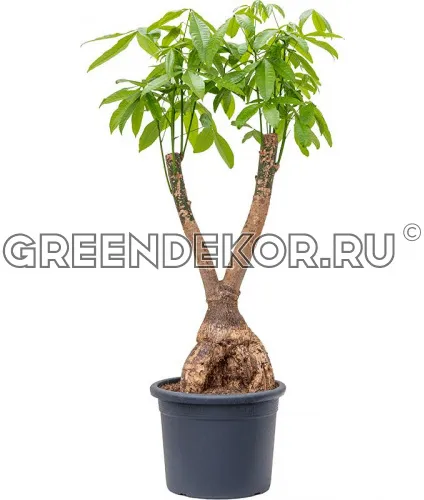ПАХИРА АКВАТИКА РАЗВЕТВЛЕННАЯ ДИАМЕТР 40 СМ ВЫСОТА 150 СМ