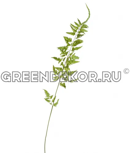 Ветка Папоротника Железного (искусственная) высота 135 см