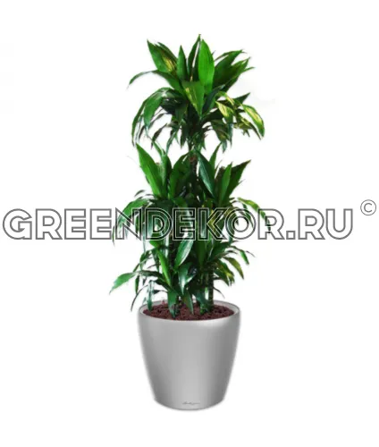 Драцена Джанет Крейг Карусель в кашпо Сlassico LS 43 серебро Высота 150 см