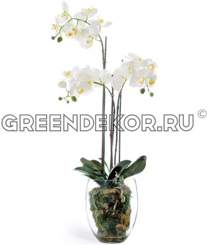 Орхидея Фаленопсис с мхом корнями землёй (искусственная) высота 85 см