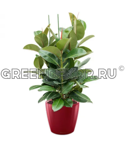 Фикус Эластика Робуста 3 ствола 140см в кашпо Lechuza Classico LS 43 красный Высота 140 см