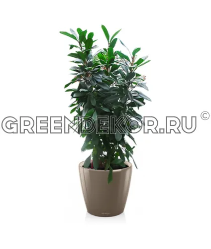 Фикус Циатистипула 3 ствола в кашпо Lechuza Сlassico LS 43 серо-коричневый Высота 130 см