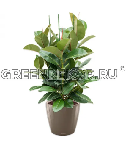 Фикус Эластика Робуста 3 ствола 140см в кашпо Lechuza Classico LS 43 серо-коричневый Высота 140 см