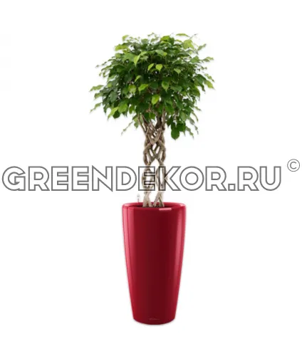 Фикус Бенжамина Экзотика цилиндр в кашпо Lechuza Rondo 40 красный Высота 180 см