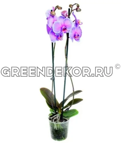 ФАЛЕНОПСИС КОРОЛЕВСКИЙ СЕНСЕЙШЕН 2 СТВОЛА Диаметр 12 см Высота 60 см