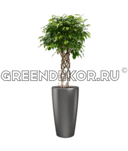 Фикус Бенжамина Экзотика цилиндр в кашпо Lechuza Rondo 40 антрацит Высота 180 см