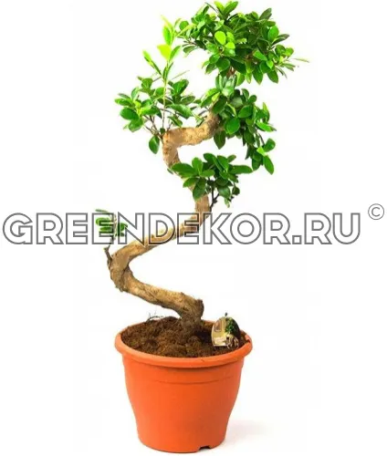 ФИКУС МИКРОКАРПА ГИНСЕНГ Диаметр 31 см Высота 100 см