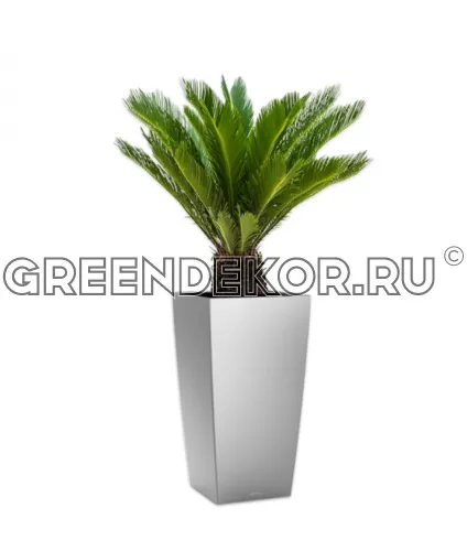 Цикас в кашпо Lechuza Cubico 30 серебро Высота 90 см