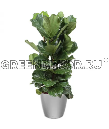 Фикус Лирата 3 ствола в кашпо Lechuza Сlassico LS 43 серебро Высота 150 см